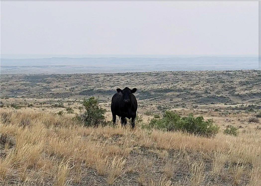 Trophy Elklands Montana